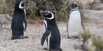 El cambio climático, la contaminación y la pesca están poniendo en peligro a los pingüinos de Argentina