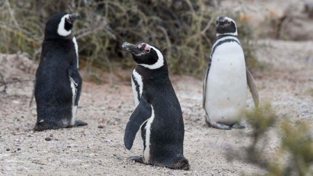 El cambio climático, la contaminación y la pesca están poniendo en peligro a los pingüinos de Argentina