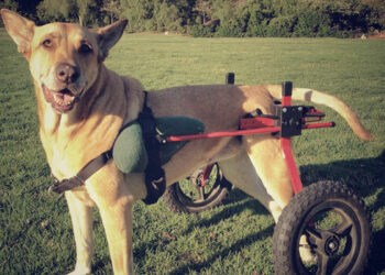 Adoptar una mascota con discapacidad, un acto de amor que será retribuido