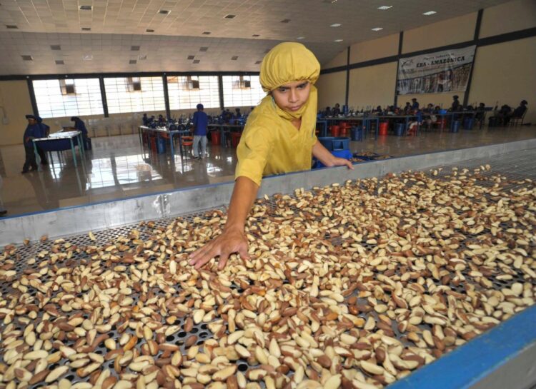 Brasil autoriza por primera vez el ingreso de almendras argentinas a su mercado