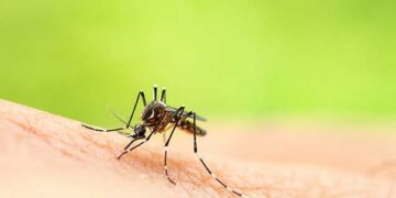 Día de la Fiebre Amarilla: vacunación y otras recomendaciones para viajeros
