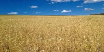 Argentina abrió mercado clave para su trigo y una «oportunidad histórica» para el sector cerealero