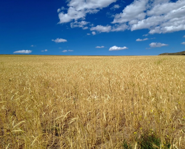 Argentina abrió mercado clave para su trigo y una "oportunidad histórica" para el sector cerealero