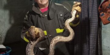 Una serpiente de dos metros apareció en la cocina de su casa y tuvo que llamar a los bomberos