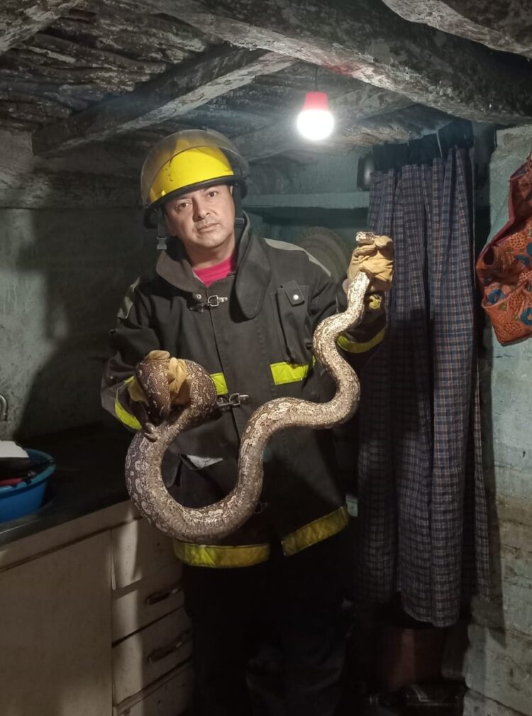 Una serpiente de dos metros apareció en la cocina de su casa y tuvo que llamar a los bomberos