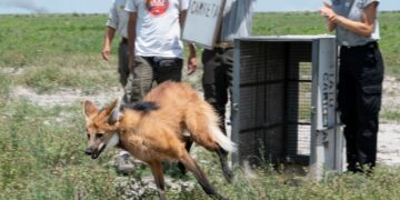 Liberan a un ejemplar de aguará guazú en Miramar de Ansenuza