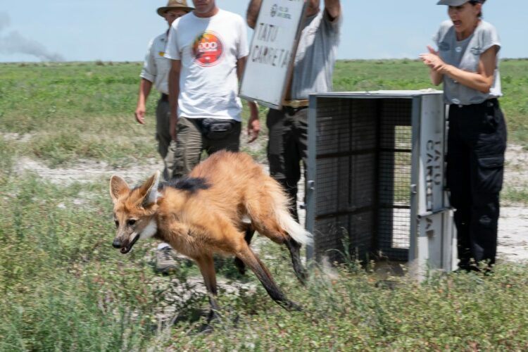 Liberan a un ejemplar de aguará guazú en Miramar de Ansenuza