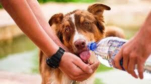 Todo lo que hay que saber para prevenir golpes de calor y deshidratación en las mascotas