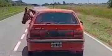 Un viaje insólito: llevó a su caballo dentro de un Reanult 19 por las rutas de Córdoba
