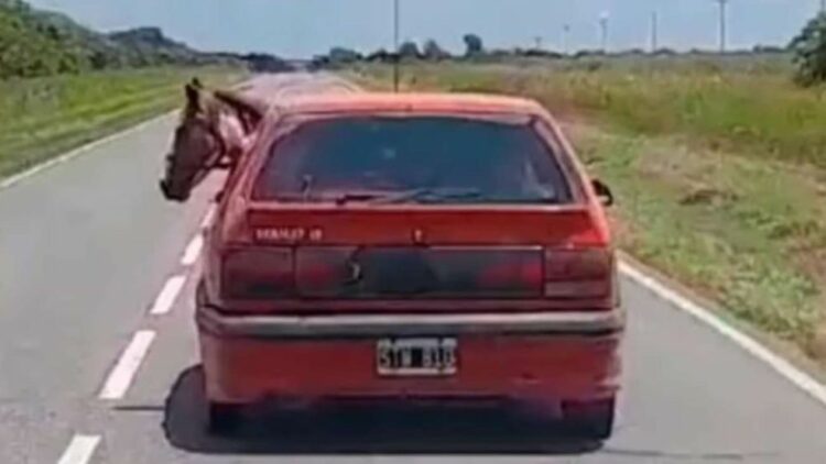 Un viaje insólito: llevó a su caballo dentro de un Reanult 19 por las rutas de Córdoba