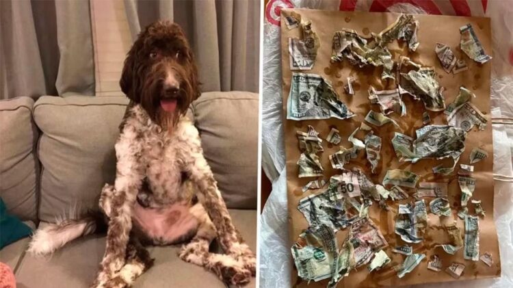 Su perro les comió 4.000 dólares y tuvieron que hacer esto para recuperar los ahorros