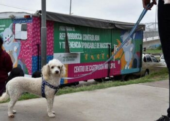 Habilitan el turnero para las castraciones gratuitas a perros y gatos en Córdoba