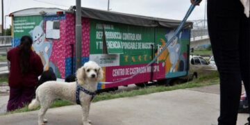 Habilitan el turnero para las castraciones gratuitas a perros y gatos en Córdoba