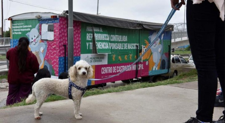 Habilitan el turnero para las castraciones gratuitas a perros y gatos en Córdoba