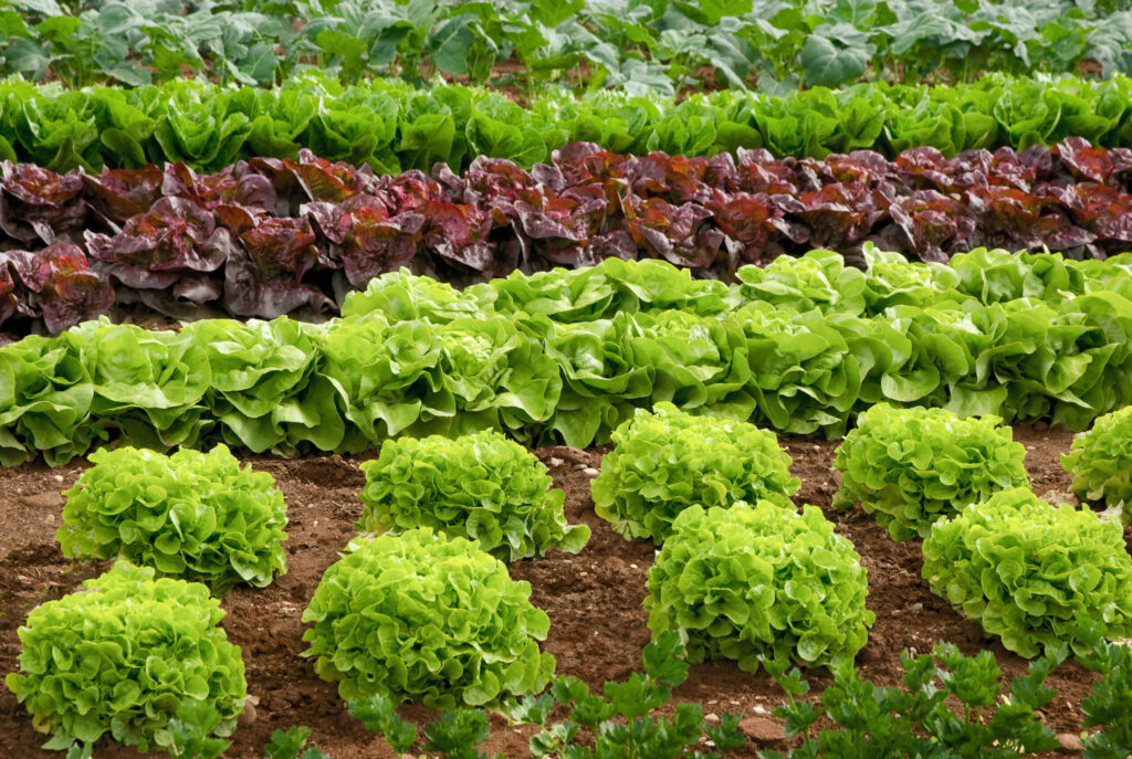Especialistas del Conicet hallaron ibuprofeno en cultivos de lechuga con un método ecológico