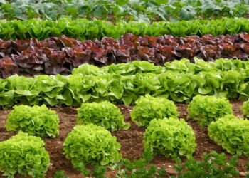 Especialistas del Conicet hallaron ibuprofeno en cultivos de lechuga con un método ecológico