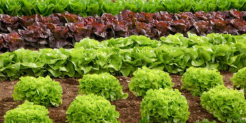 Especialistas del Conicet hallaron ibuprofeno en cultivos de lechuga con un método ecológico