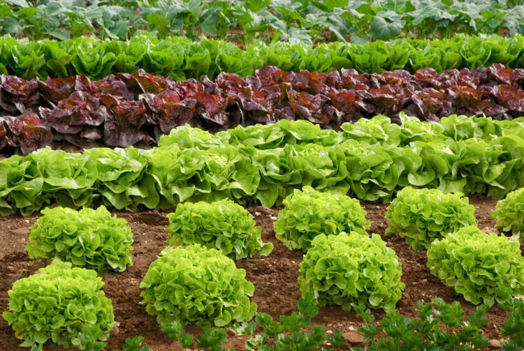 Especialistas del Conicet hallaron ibuprofeno en cultivos de lechuga con un método ecológico