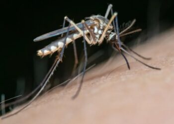 La Plata produce su propio repelente para combatir la proliferación de mosquitos