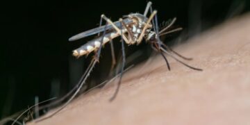 La Plata produce su propio repelente para combatir la proliferación de mosquitos