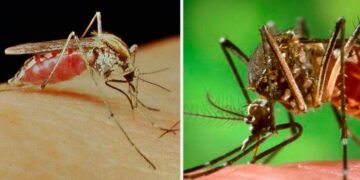 Los dos mosquitos de temporada: prevención y síntomas de las enfermedades que provocan