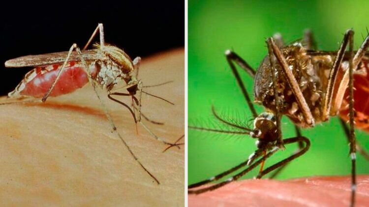 Los dos mosquitos de temporada: prevención y síntomas de las enfermedades que provocan