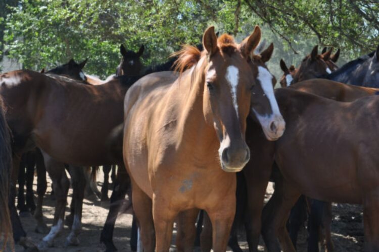 Confirman en la provincia tres casos de encefalitis equina