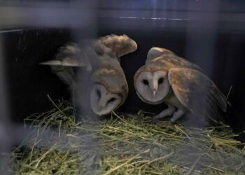 La Municipalidad liberó a siete aves rescatadas del tráfico ilegal