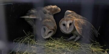 La Municipalidad liberó a siete aves rescatadas del tráfico ilegal