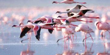 Avistaje de aves en Córdoba: tres lugares que sorprenden con especies emblemáticas