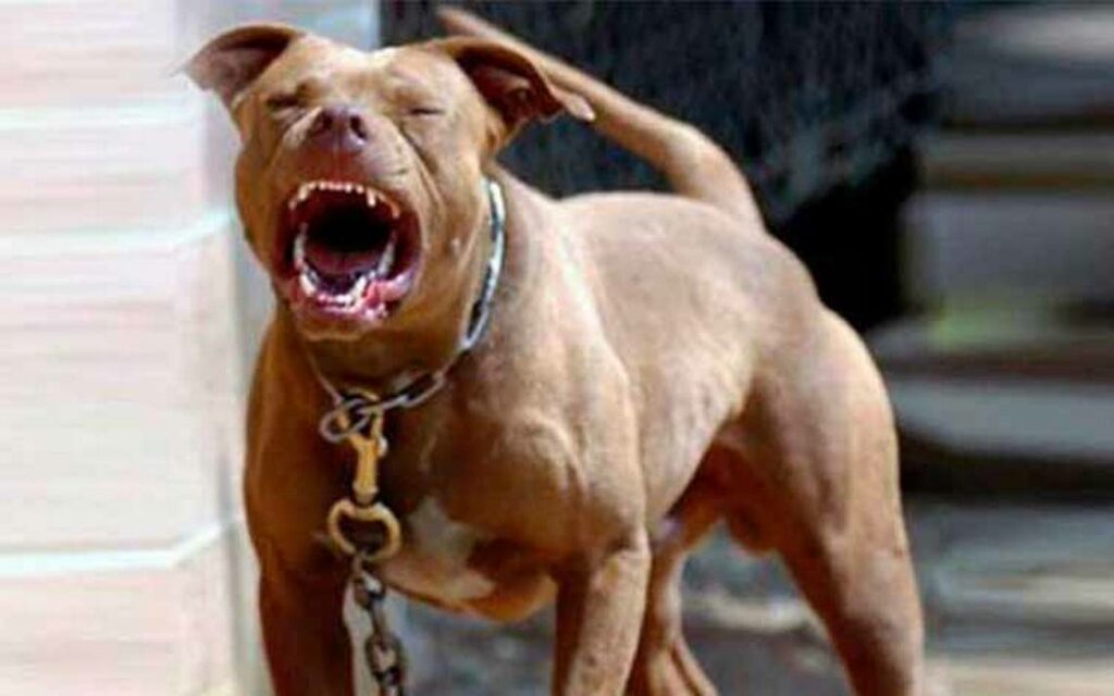 Perros peligrosos siguen atacando a personas y en las últimas horas fueron cuatro las víctimas en Córdoba