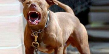 Una nena de tres años resultó gravemente herida tras ser atacada por un pitbull en Córdoba
