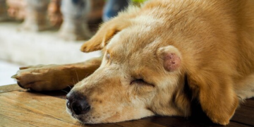 Tumores en perros: descubren moléculas que predicen los efectos de un tratamiento