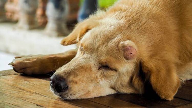 Tumores en perros: descubren moléculas que predicen los efectos de un tratamiento