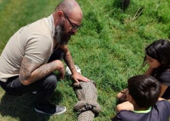 Policía Ambiental capturó un yacaré ñato en Río Ceballos