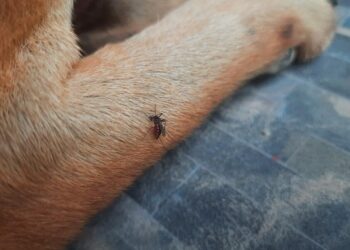 Los mosquitos afectan también a las mascotas: cómo protegerlos