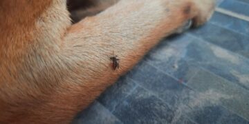 Los mosquitos afectan también a las mascotas: cómo protegerlos