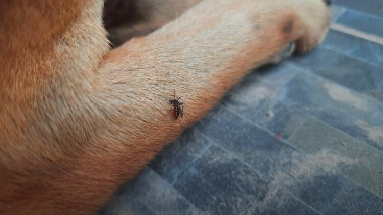 Los mosquitos afectan también a las mascotas: cómo protegerlos