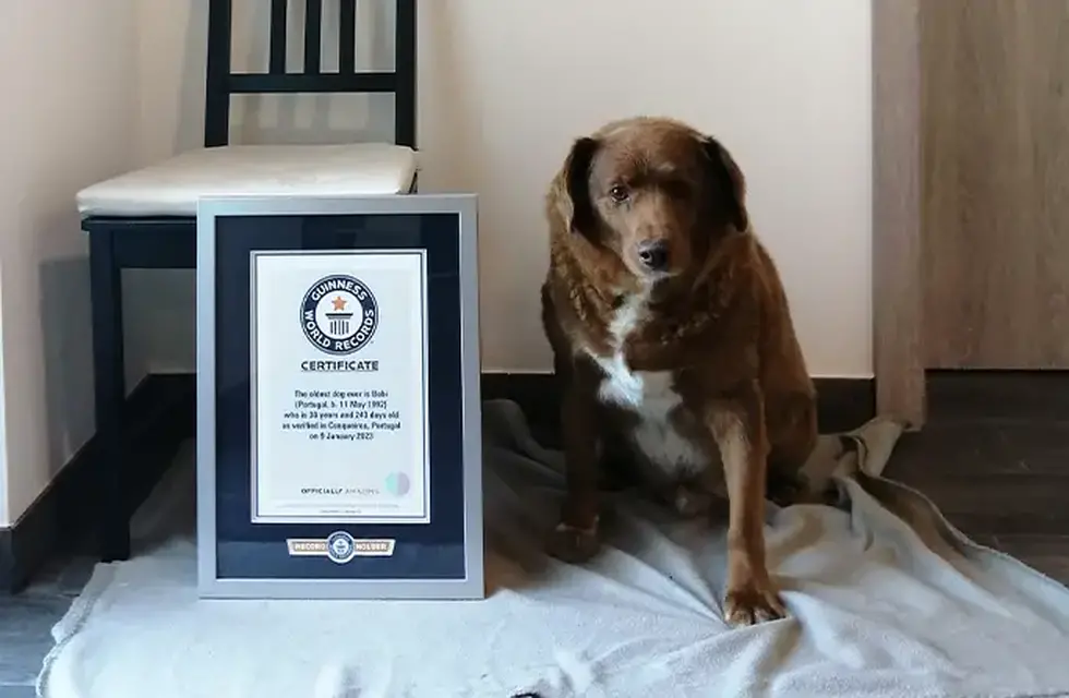 Bobi, el perro "más viejo del mundo" pierde el Récord Guinness por dudas sobre su edad