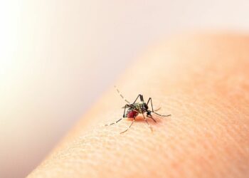 Se duplicaron los casos de dengue en una sola semana en Córdoba