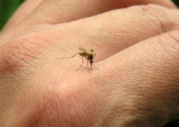 Dengue: recomiendan intensificar los cuidados por la situación epidemiológica actual