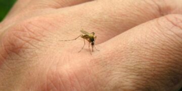 Dengue: recomiendan intensificar los cuidados por la situación epidemiológica actual