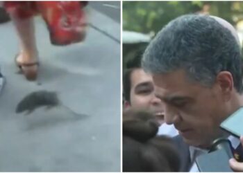 Momento insólito: una rata interrumpió a Jorge Macri, fue pateada por un hombre y se la comieron los perros