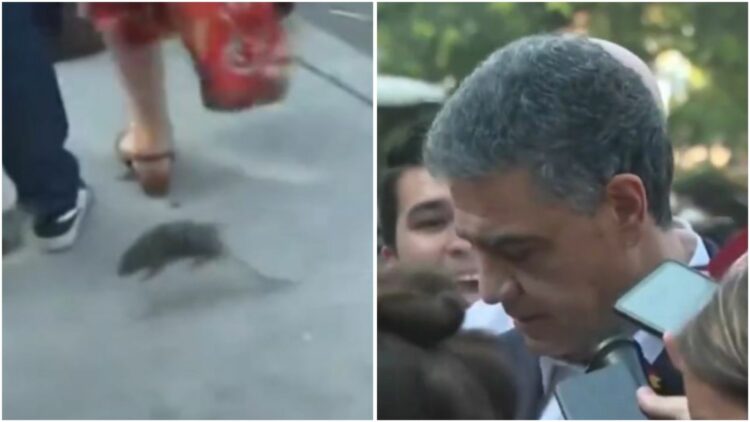 Momento insólito: una rata interrumpió a Jorge Macri, fue pateada por un hombre y se la comieron los perros