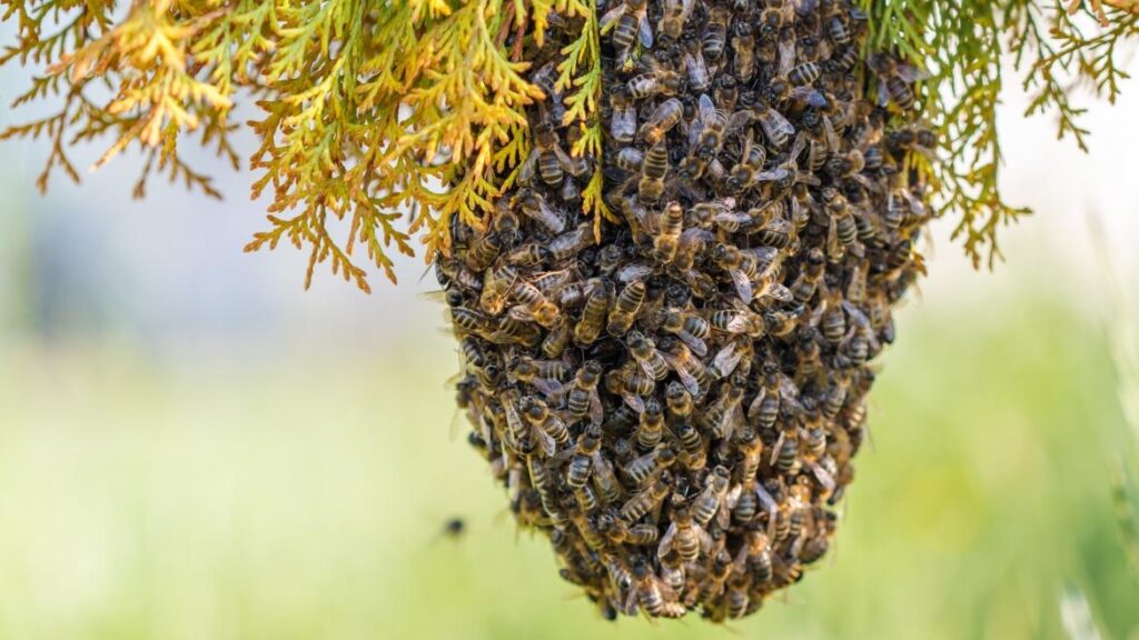Murió un hombre al ser atacado por un enjambre de abejas