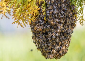 Murió un hombre al ser atacado por un enjambre de abejas