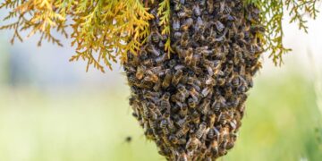 Murió un hombre al ser atacado por un enjambre de abejas