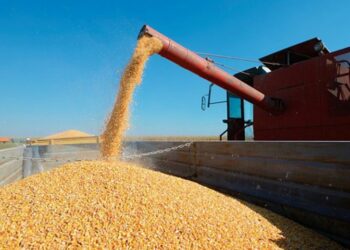 La Argentina consolida su posición como referente en la producción de semillas de calidad