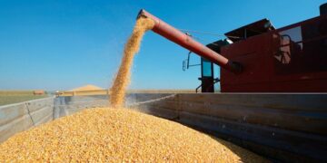La Argentina consolida su posición como referente en la producción de semillas de calidad