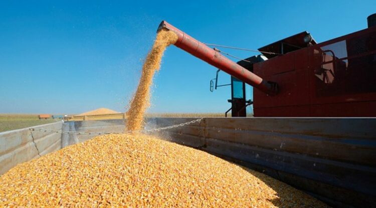 La Argentina consolida su posición como referente en la producción de semillas de calidad